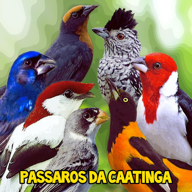Pássaros da Caatinga (Ao Vivo) cover art