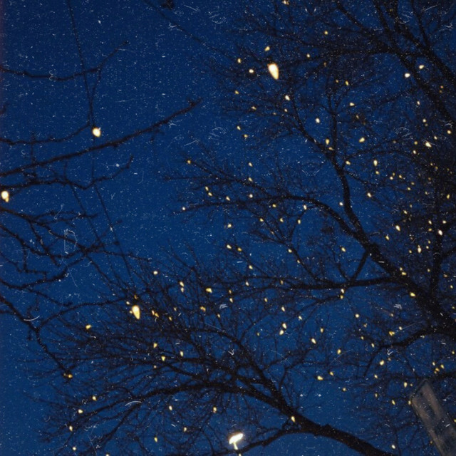 Fireflies cover art