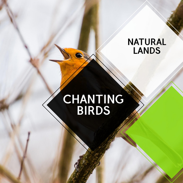 Multicolored Rufous Cheeked Nightjar cover art