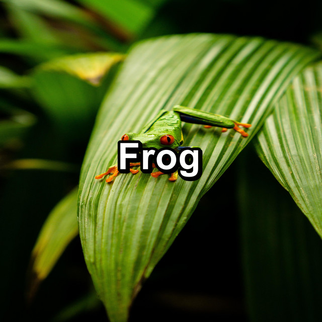 Frog cover art
