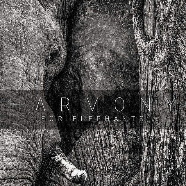 Harmony for Elephants cover