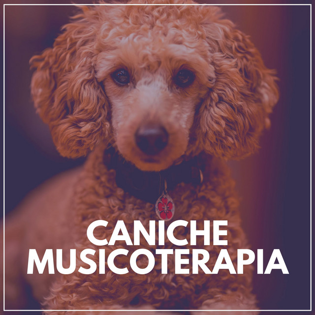 Caniche Musicoterapia - Album by Música de Cachorro Calmante | Spotify