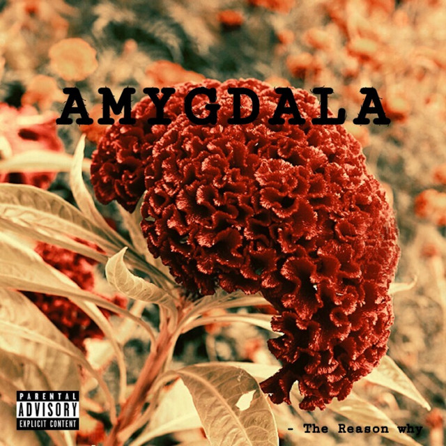 Amygdala cover art
