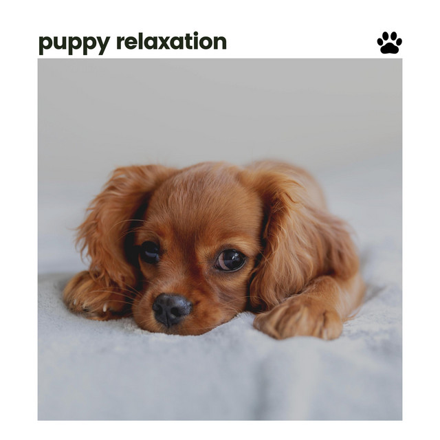 Puppy Relaxation cover art