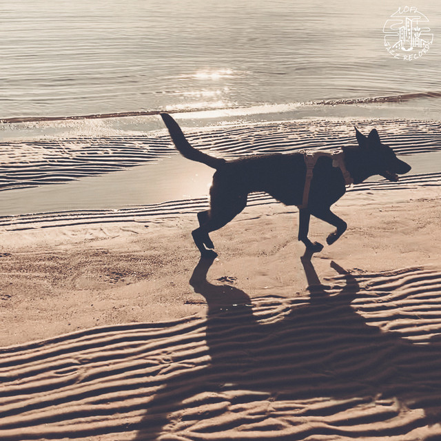 Dog Walks album image