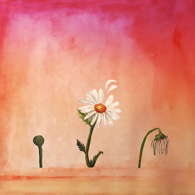 Daisy cover art