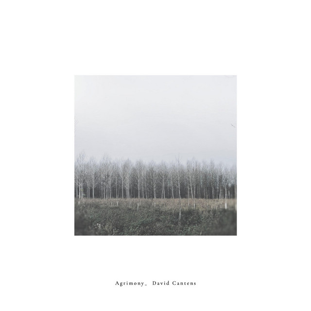 Agrimony