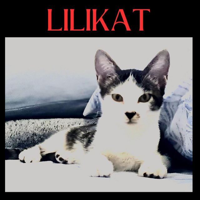 Lilikat cover art