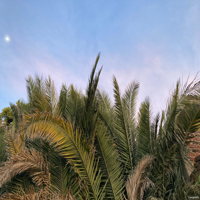 Neighbor’s Tree cover art