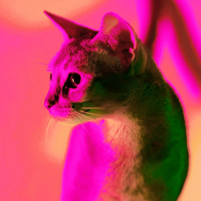 Cat Room cover art