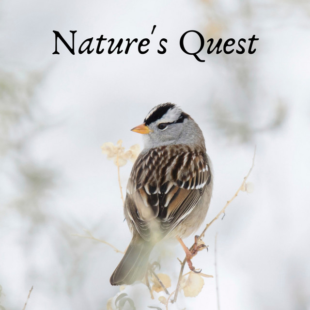 Natures Quest by Lush Rain Creators