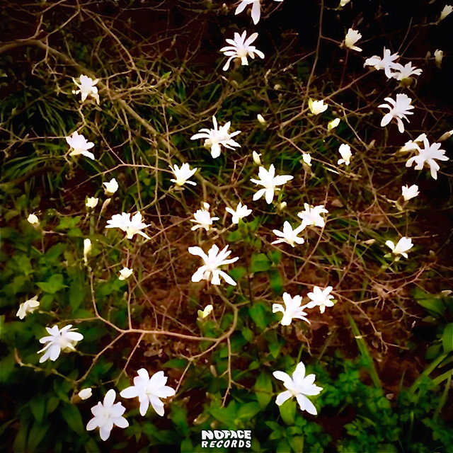 magnoliablossoms cover art