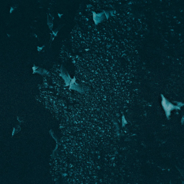 Guano