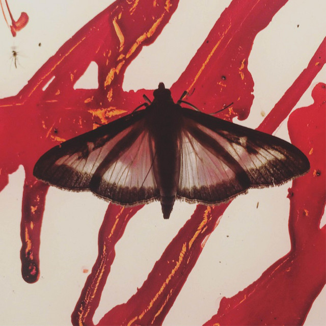 Schwarzlichtmotte cover art