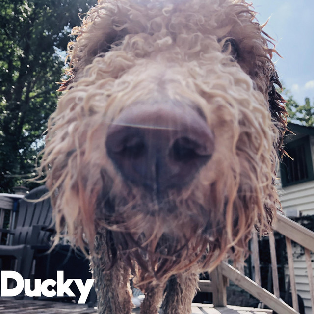 Ducky cover art