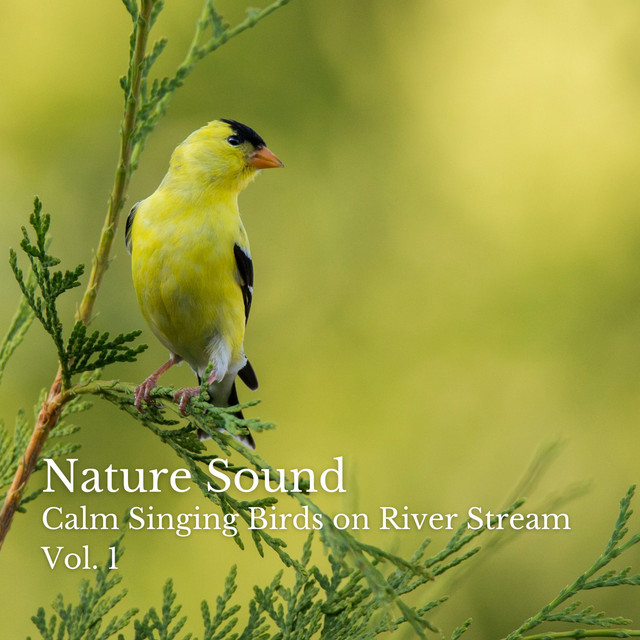 Nature Sound: Calm Singing Birds on River Stream Vol. 1 - Album by ...