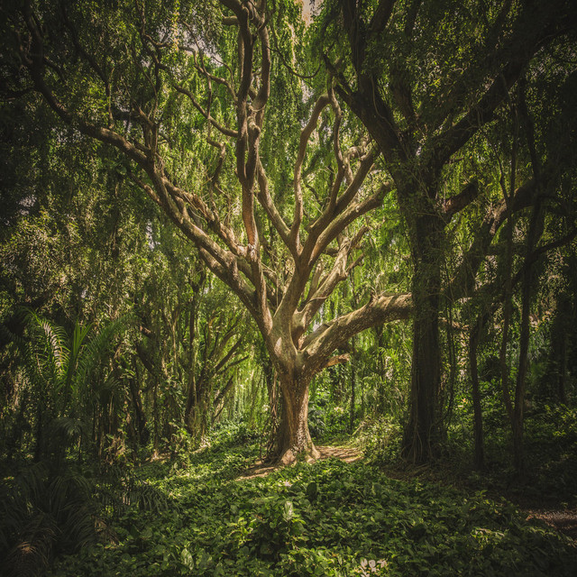 Tree of life cover art