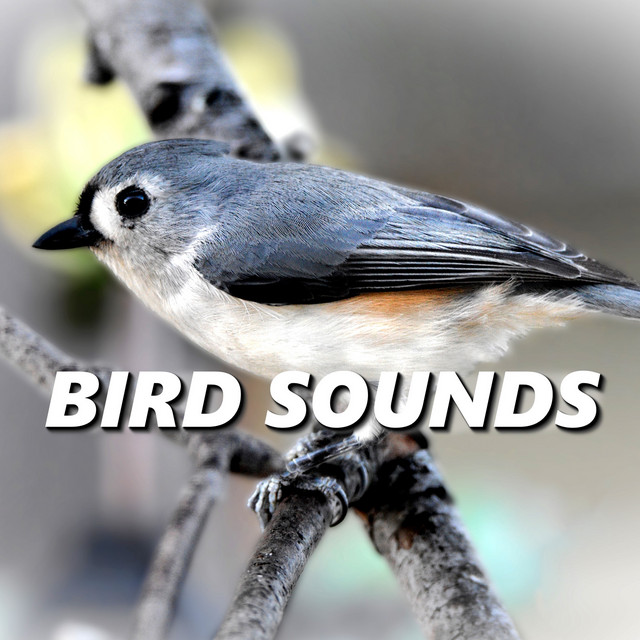 Bird Sounds cover art
