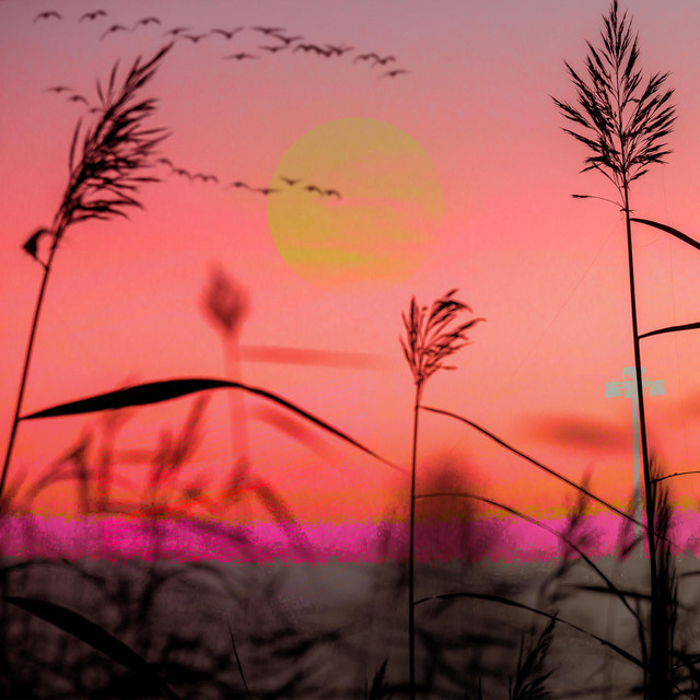 Sunrays cover art