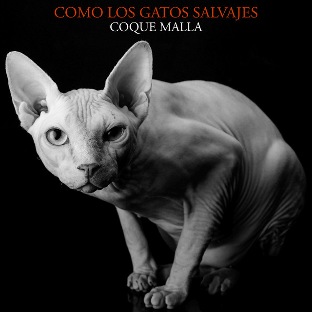 Como los gatos salvajes (En directo) album image