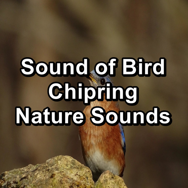 Sound of Bird Chipring Nature Sounds cover art