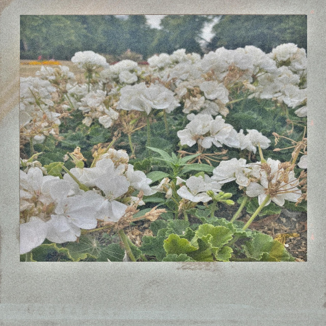 Daises