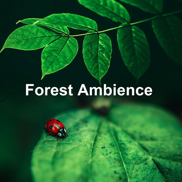 Forest Ambience - Album by Forest Sounds | Spotify