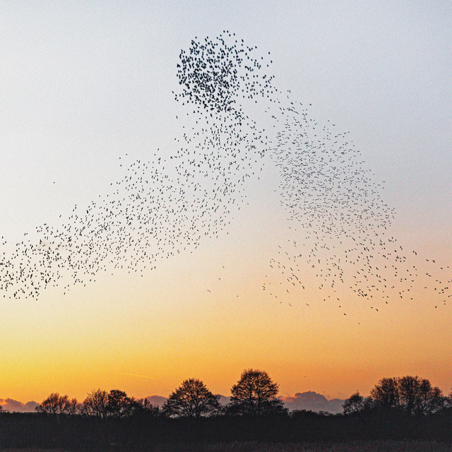 Dawn Chorus - I. Paradisaea - Andante moderato album image