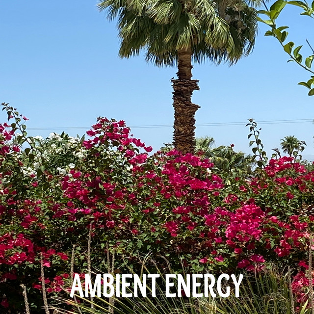 Bird Sounds in a Desert Oasis cover art