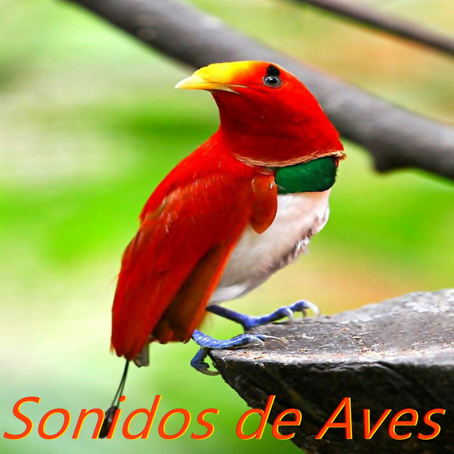 Sonidos de Aves cover art