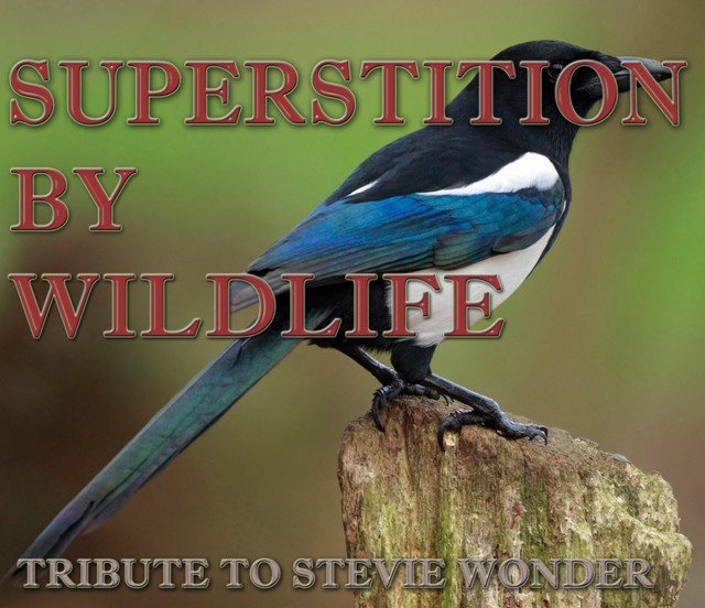 Superstition cover art