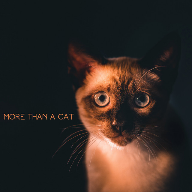 More Than a Cat cover art