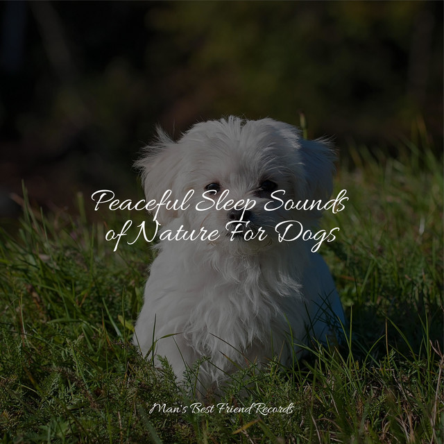 Peaceful Sleep Sounds of Nature For Dogs - Album by Spa | Spotify