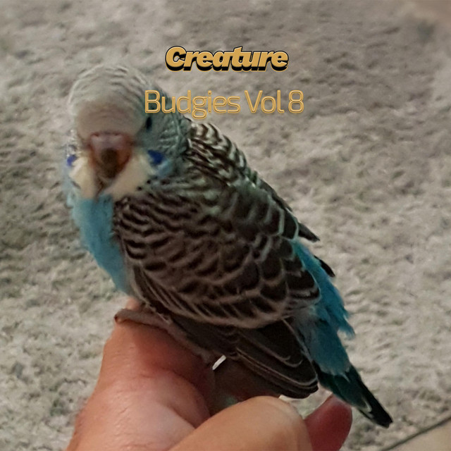 Budgies, Vol. 8 cover art