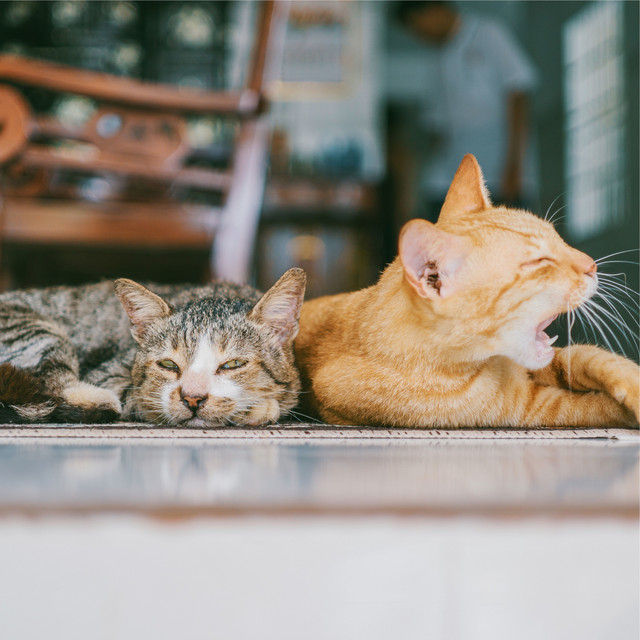Ambient Songs for Your Cat to Sleep cover art