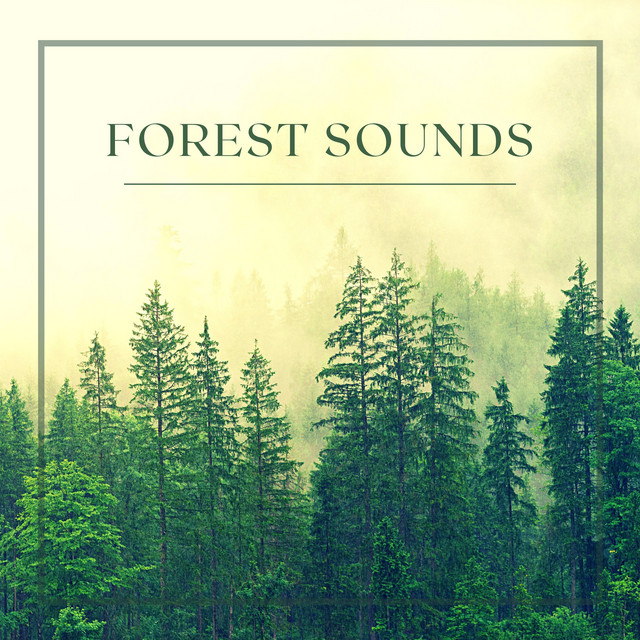 Forest Sounds - Rain, Birds, Wind and Relaxing Music cover art