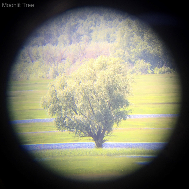 Moonlit Tree cover art