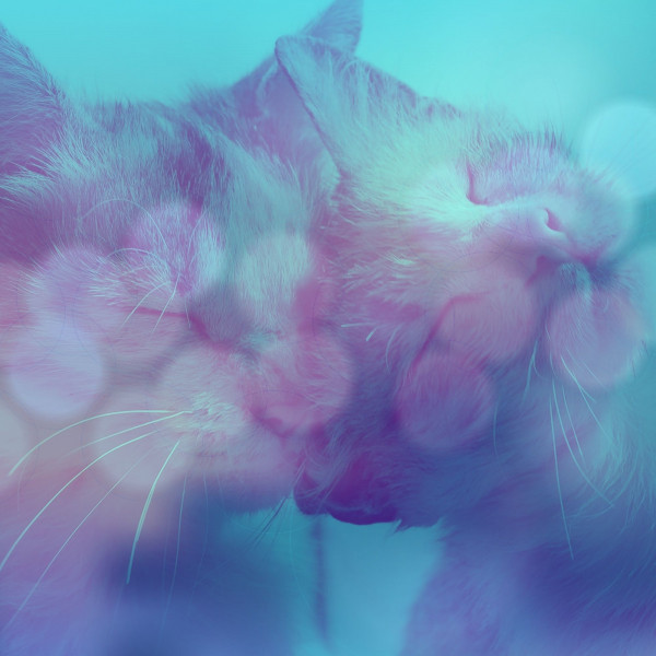 Thrilling Background Music for Cute Kitten - Album by Calming Music for ...