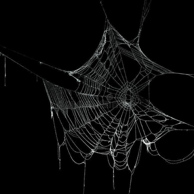 Spider cover art