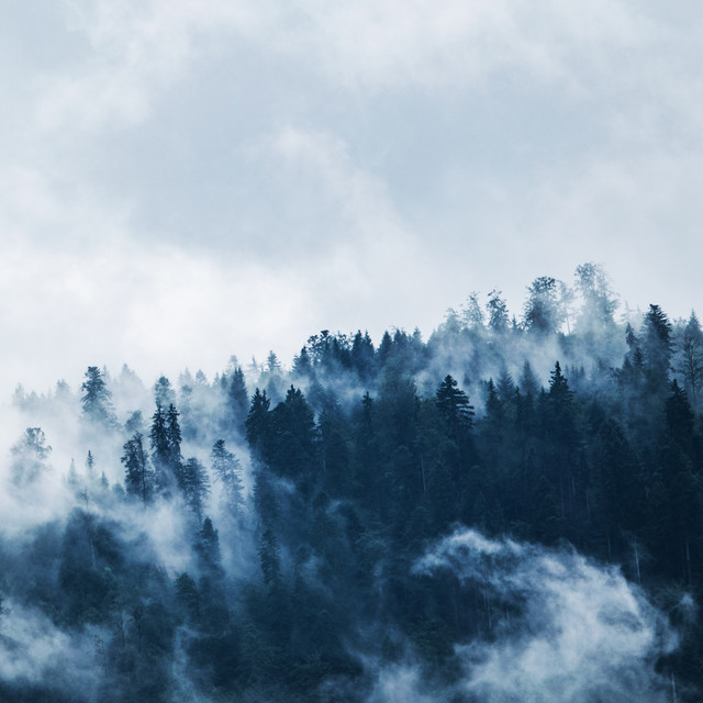 Woodland Ledger