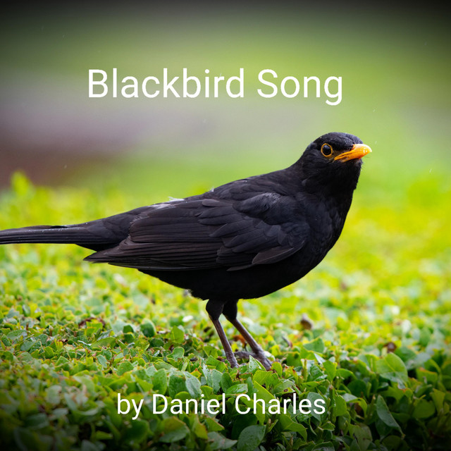 Blackbird Song cover