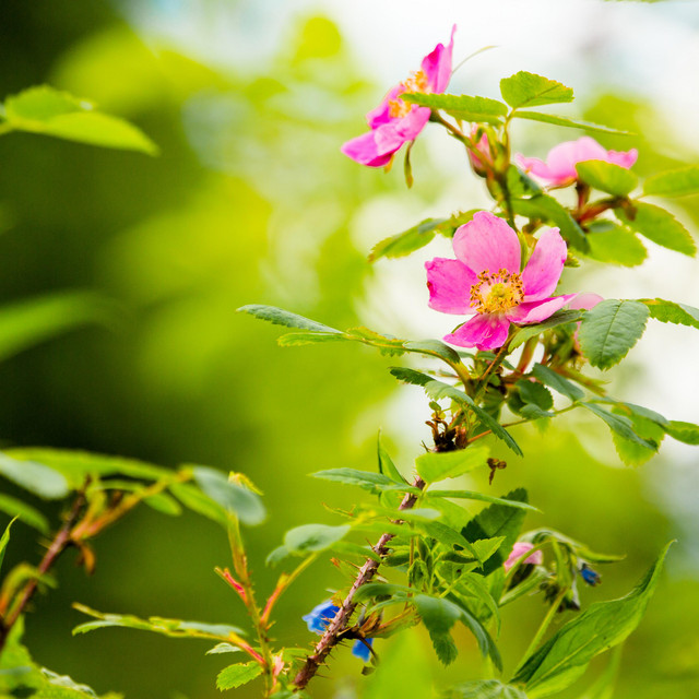 Warrior in a Garden cover art