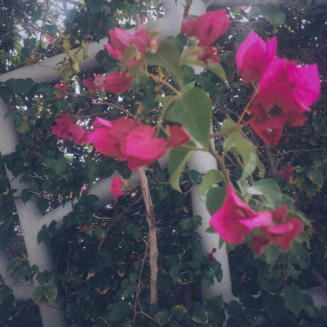 Flowers cover