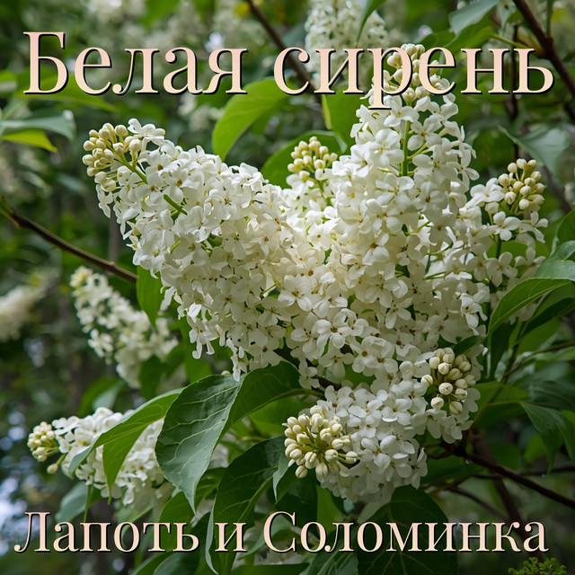Лапоть и Соломинка