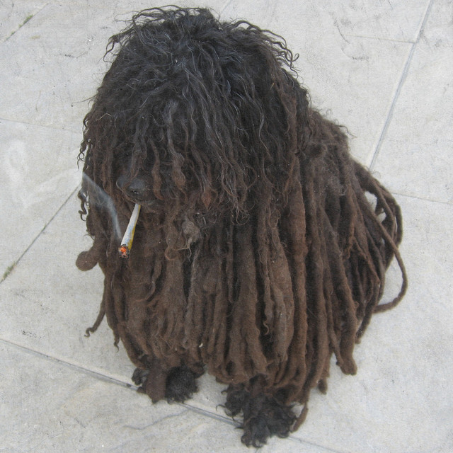 Dog Dick cover