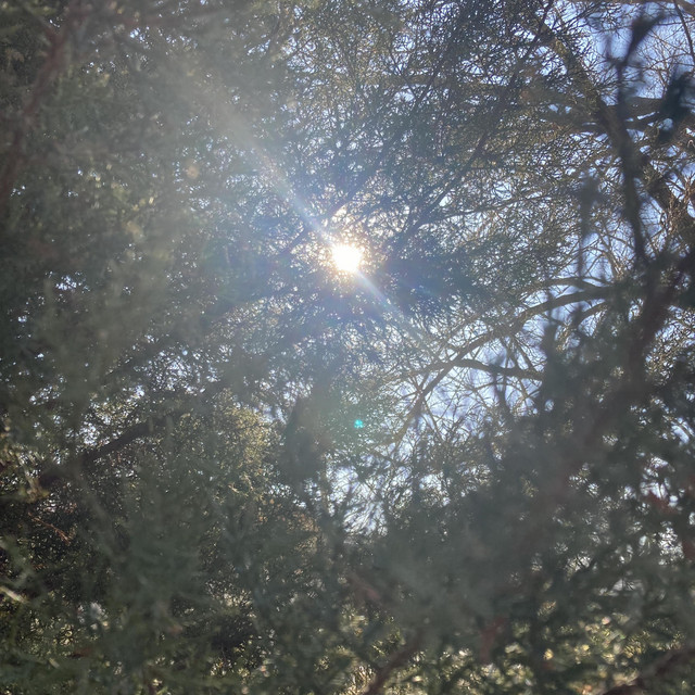 Burnt Pine cover art