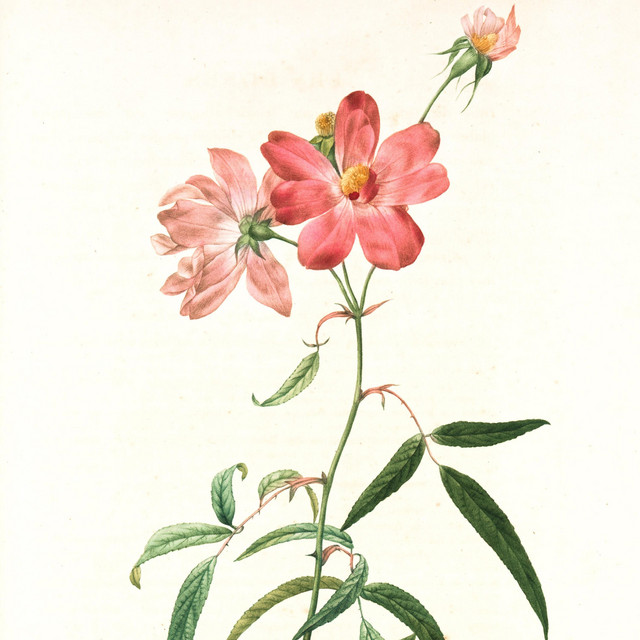 Chopin Nocturne Op.9 No.2 cover art