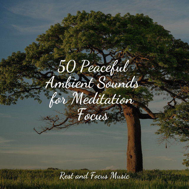 50 Peaceful Ambient Sounds for Meditation Focus - Album by Zen Music ...