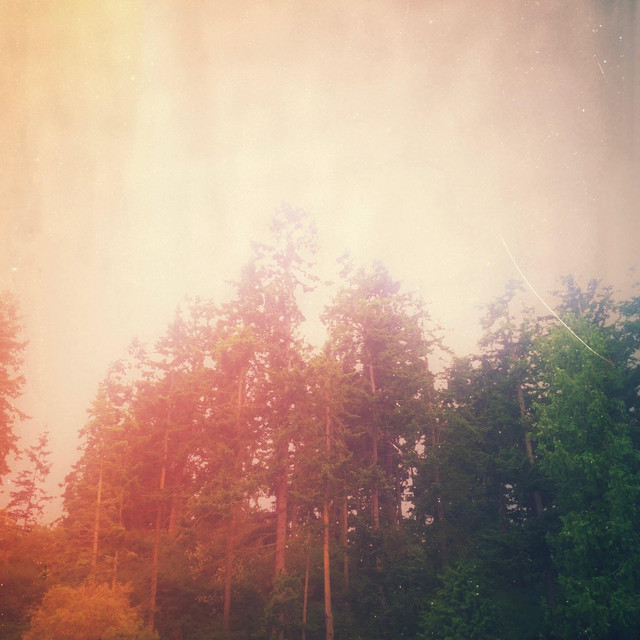 Treetops cover art