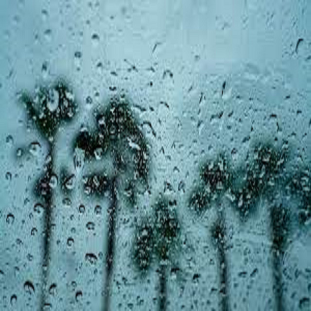 The Light Rain in the Forest